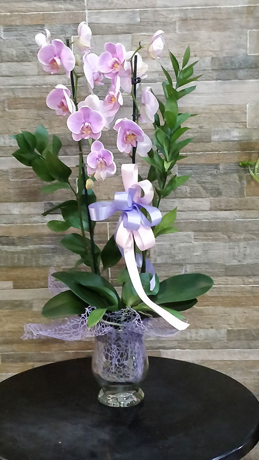Composizione pianta di orchidea in vaso di vetro impreziosita da